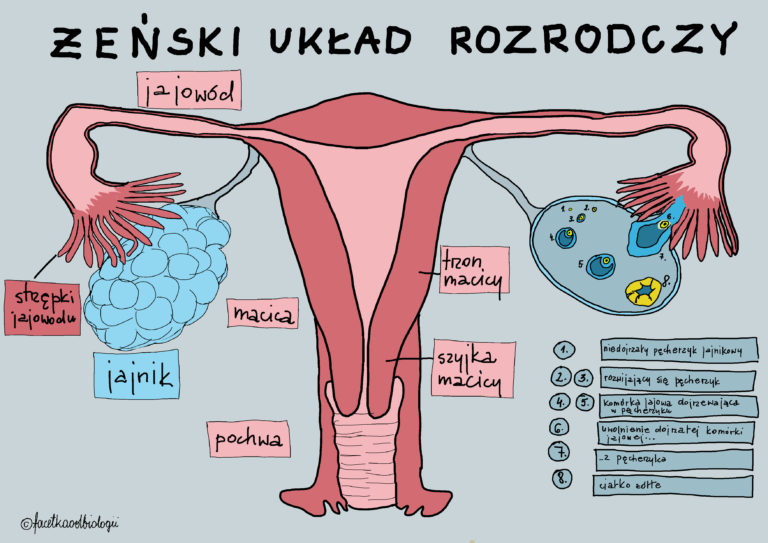 Budowa i funkcje żeńskiego układu rozrodczego – Facetka od biologii