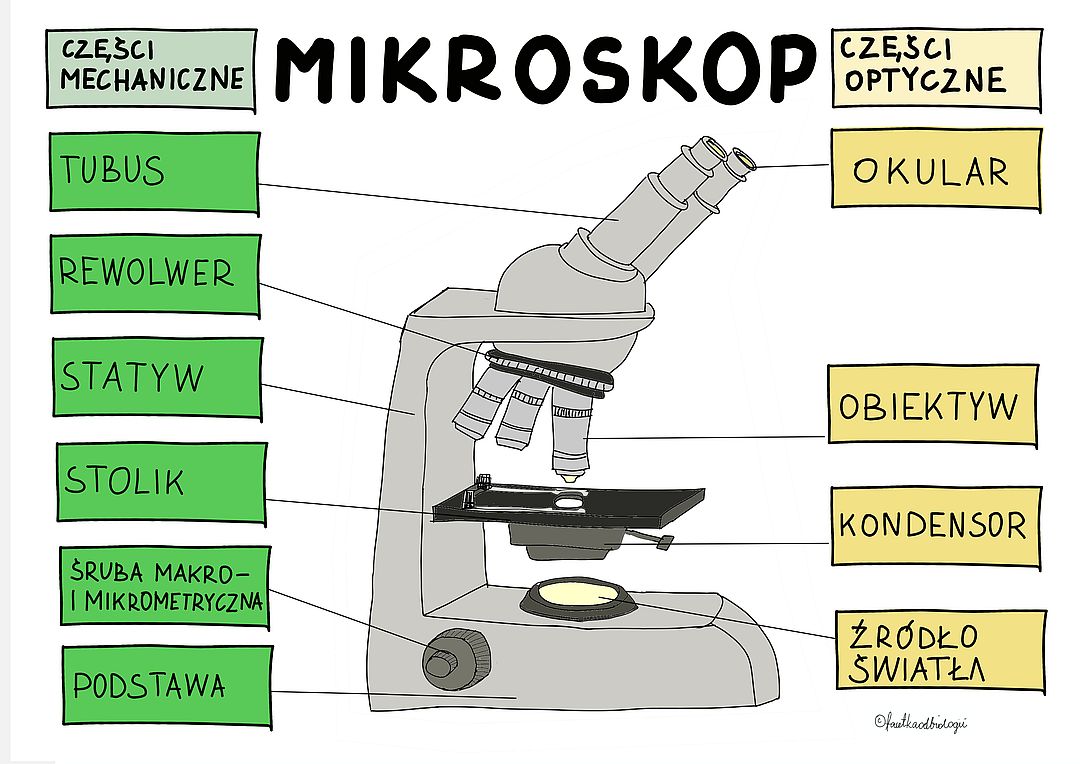 Budowa i działanie mikroskopu optycznego – Facetka od biologii