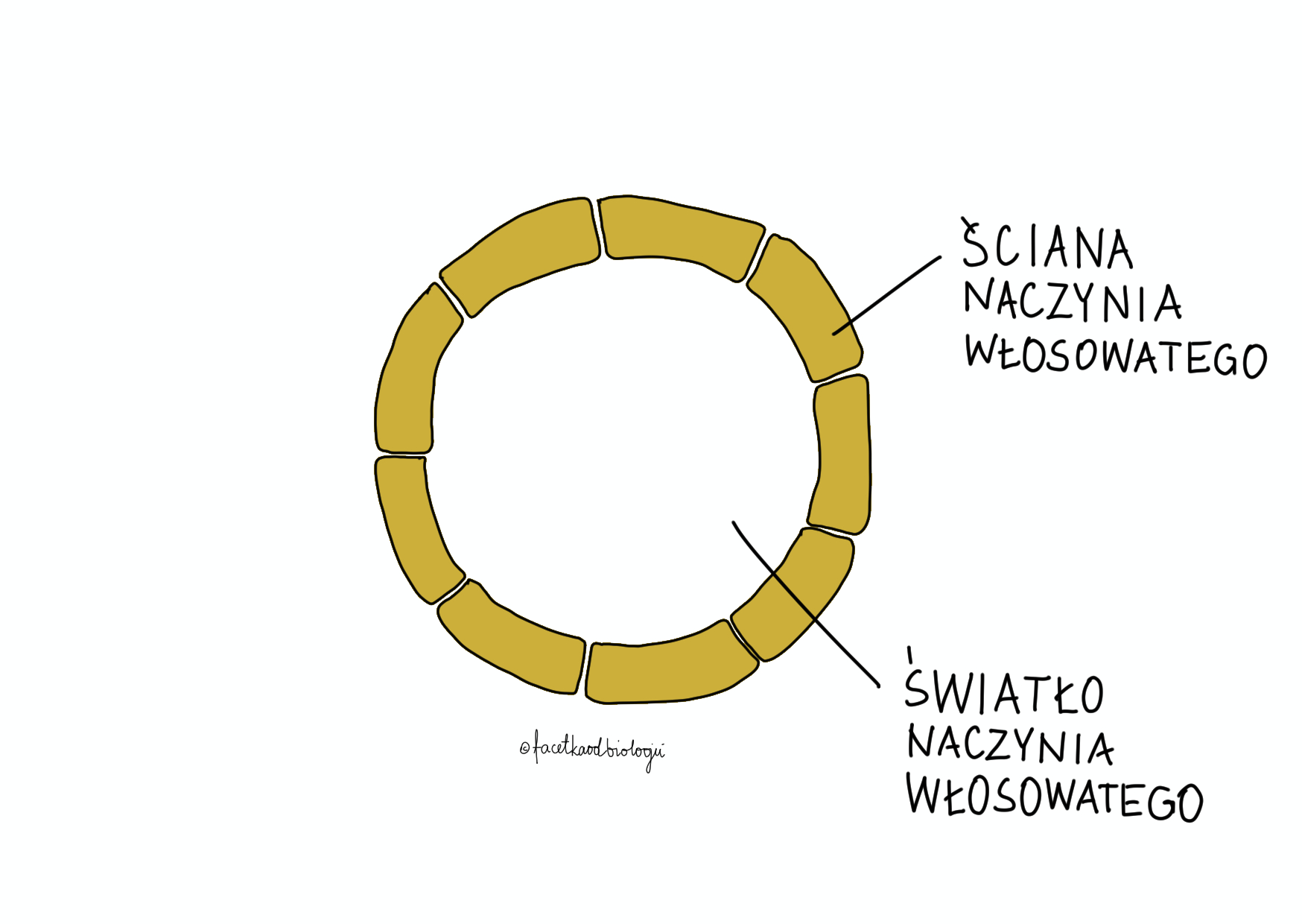 Naczynia krwionośne – Facetka od biologii