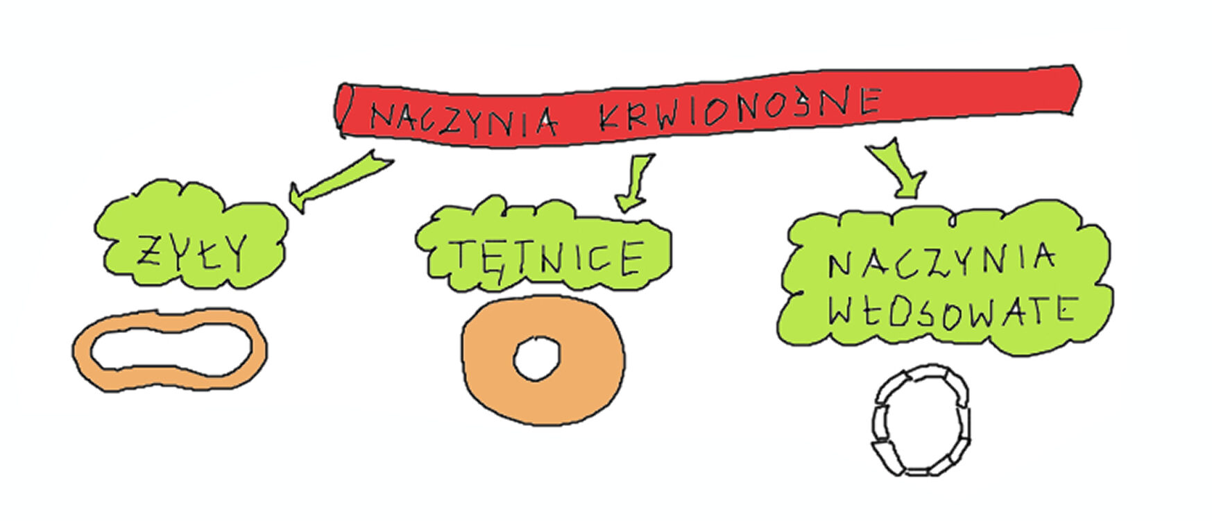 Naczynia krwionośne – Facetka od biologii